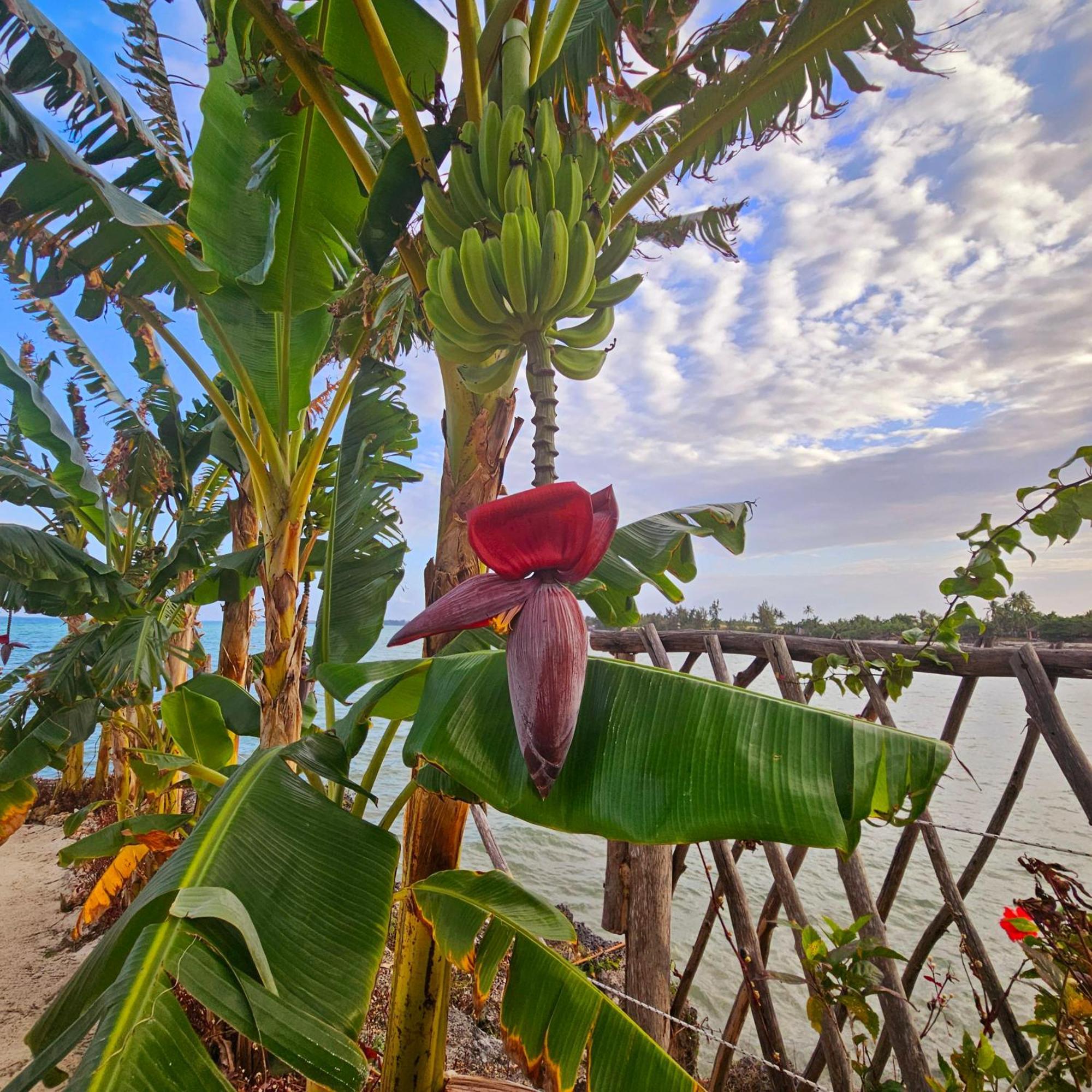 Maharaja Boutique Hotel Zanzibar Uroa Bagian luar foto